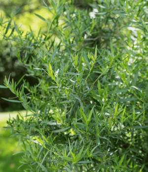 Tarragon - Herbs That Start With T