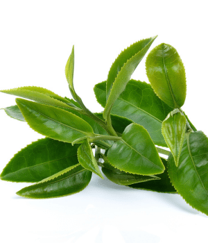 Tea Plant - Herb Names That Start With T