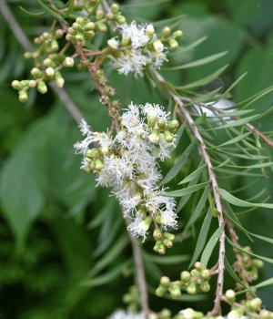 Tea Tree - Herbs Start With T