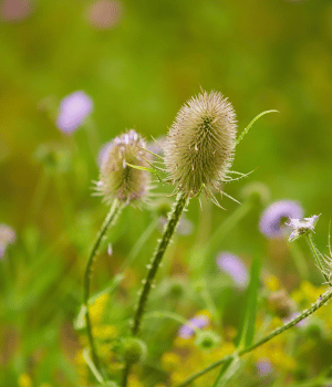 Teasel - Herb Names that begin with T