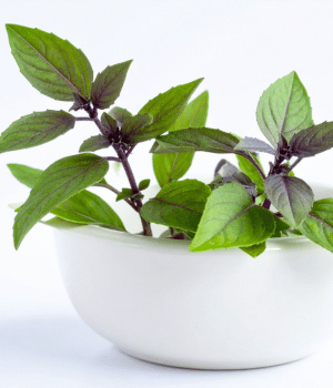 Thai Basil - Herb Names that begin with T