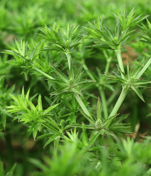 Thai Coriander - Herb Names that begin with T