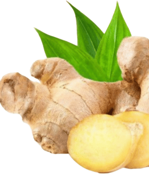 Thai Ginger - Herb Names that begin with T