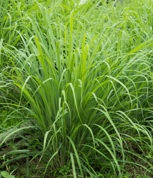 Thai Lemongrass - Herbs Names That Begining With T