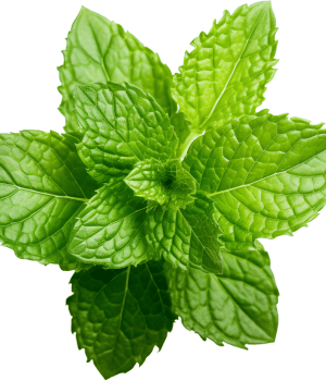 Thai Mint - Herbs Names That Begining With T