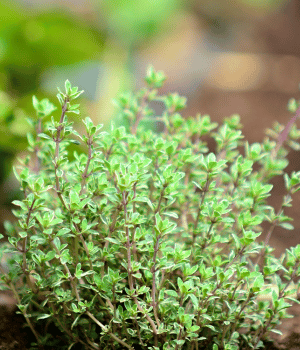 Thyme - Herbs Names That Begining With T