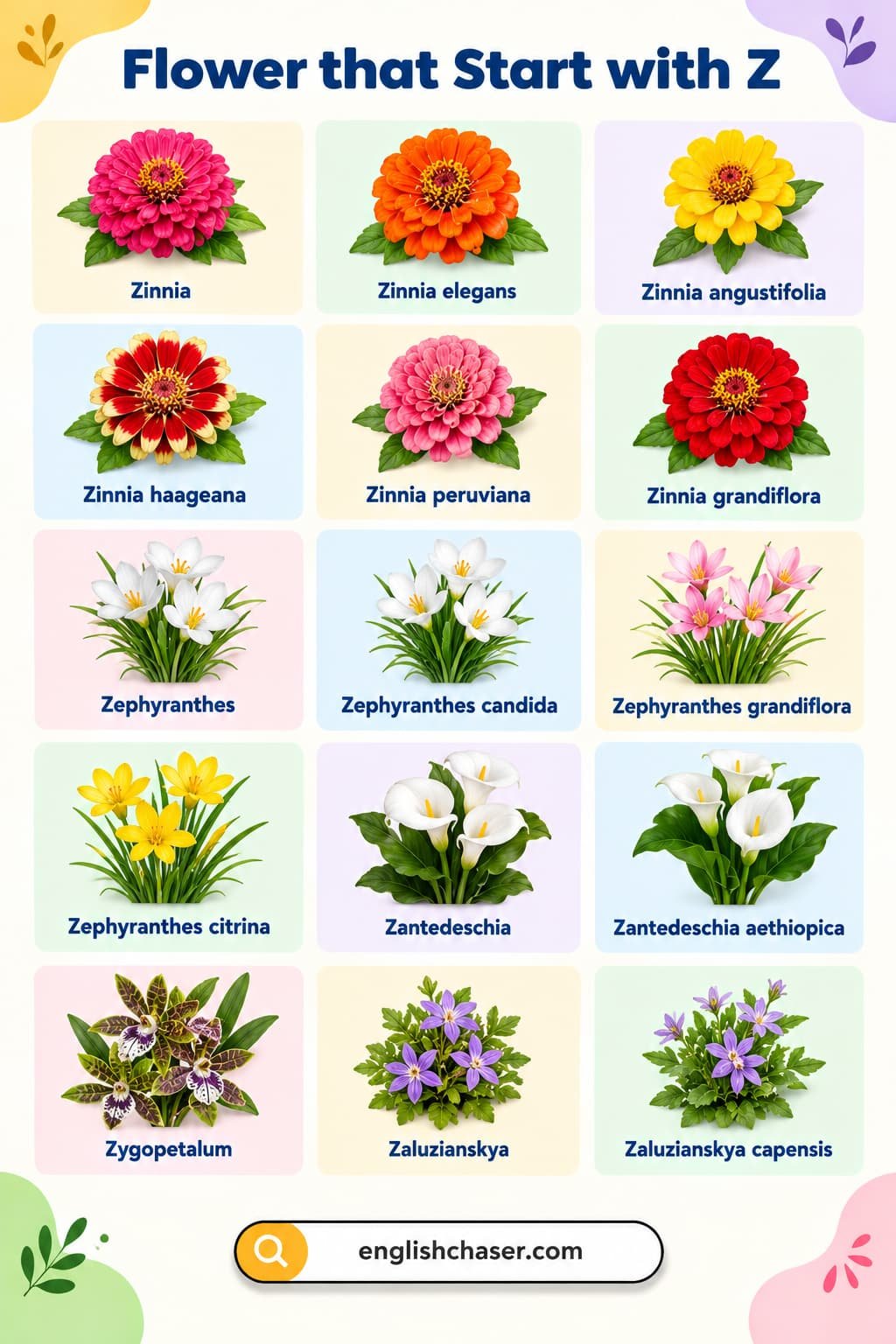 Flower that Start with Z with their Pictures