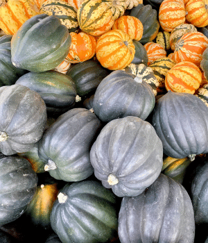 Banana squash - vegetable starting with the letter B