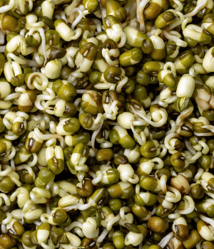 Bean sprouts - vegetables that begins with B