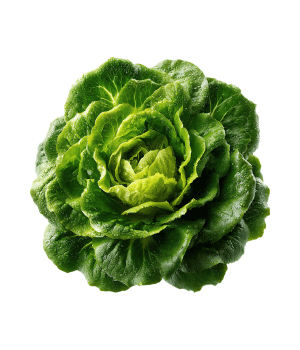 Butter lettuce - Vegetables starting with the letter B