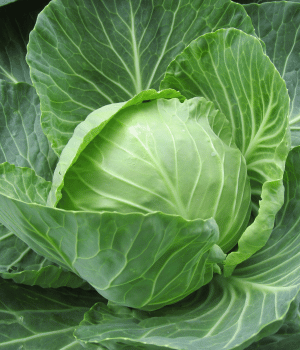 Cabbage - Vegetable that Start with C