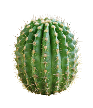 Cactus - Vegetable that Start with C