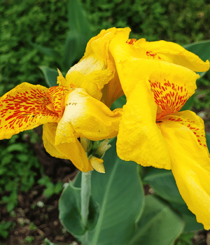 Canna - Vegetable that Start with C