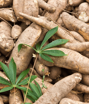 Cassava - Vegetable that Start with C
