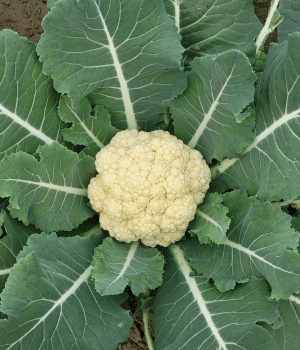 Cauliflower