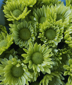 Chrysanthemum Greens - vegetables starting with the letter C