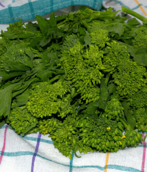 Cime di Rapa - vegetables beginning with C