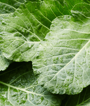 Collard Greens - vegetables starting with the letter C