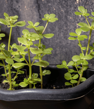 Common Purslane - vegetables starting with the letter C