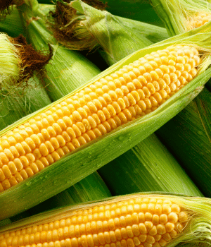 Corn - vegetables beginning with C