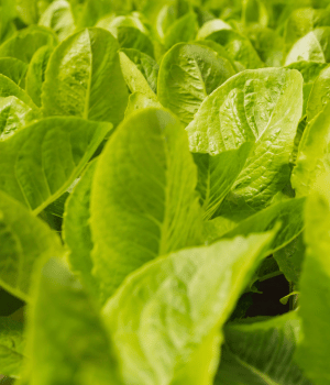 Cos Lettuce - vegetables beginning with C