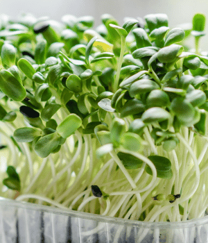 Cress - vegetables starting with the letter C