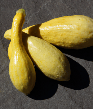 Crookneck Squash - vegetables beginning with C