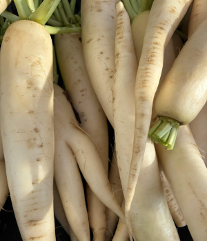 Daikon
