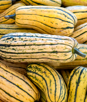 Delicata Squash - Vegetable Beginning with D
