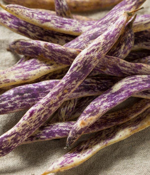 Dragon Tongue Bean - Vegetable Starting with D