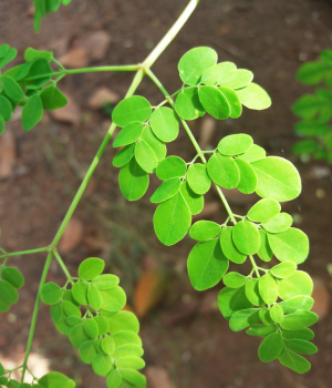 Drumstick Tree Leaves