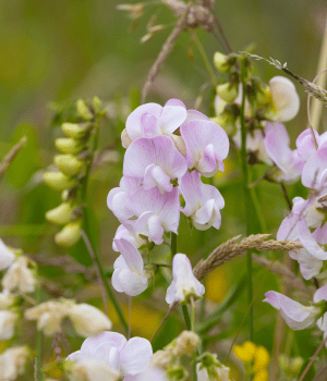 Earthnut Pea - vegetable names that start with E
