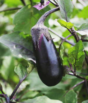 Eggplant- Vegetable Beginning with E