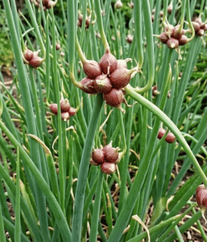 Egyptian Onion- Vegetable Beginning with E