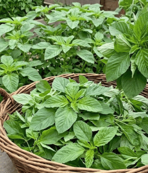 Egyptian Spinach