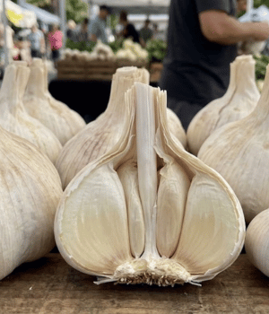 Elephant Garlic - vegetable Beginning with E