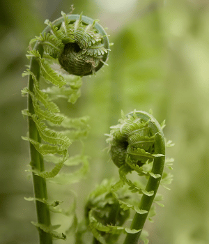 Fiddlehead Ferns