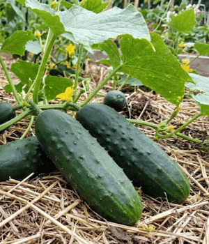 Field Cucumber