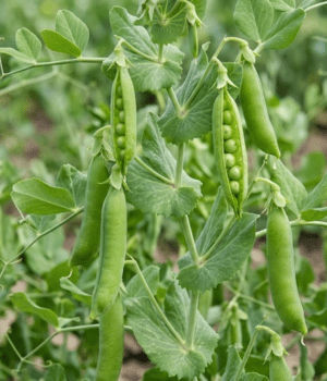 Field Peas