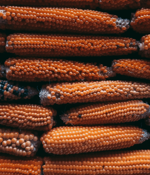 Flint Corn - Vegetable Beginning with F