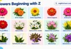 Flowers That Start With Z: 50+ Z Flower Names and Pictures