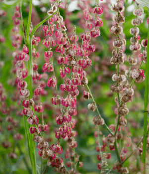 French Sorrel - Vegetable Starting with F