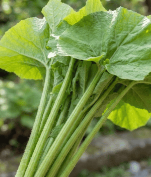 Fuki - Vegetable Began with F