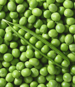 Garden Pea - Vegetables that Start with G