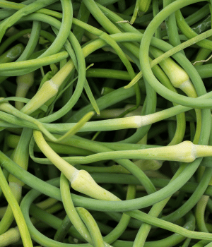Garlic Scapes - Vegetables that Start with G