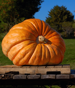 Giant Pumpkin