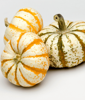 Gourds - Vegetable Began with G