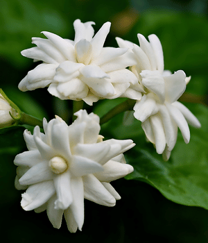 Jasmine Flowers