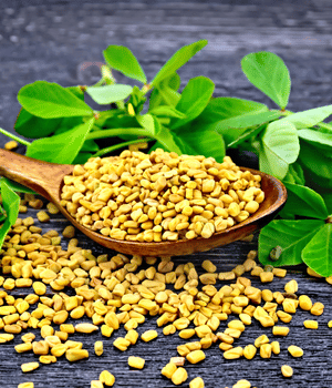 Jethi Fenugreek - Spice Names that Begin with J