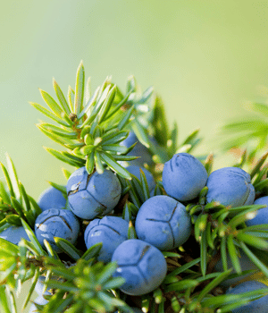 Juniper Berries - Spice Names that Begin with J